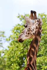 Giraffe closeup in front of the Wildlife Park Odessa Ukraine