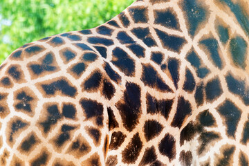 Giraffe closeup in front of the Wildlife Park Odessa Ukraine