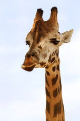 Giraffe closeup in front of the Wildlife Park Odessa Ukraine
