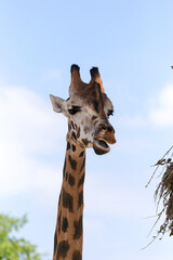 Giraffe closeup in front of the Wildlife Park Odessa Ukraine