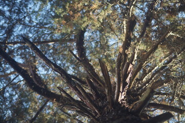 visão de baixo para cima do topo de uma grande e bela árvore com folhas verdes