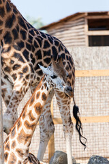 Giraffe closeup in front of the Wildlife Park Odessa Ukraine