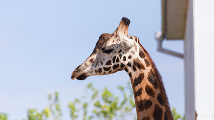 Giraffe closeup in front of the Wildlife Park Odessa Ukraine