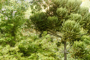 visão de baixo para cima do topo de uma grande e bela árvore com folhas verdes