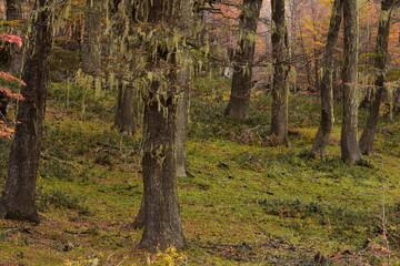 Obraz premium bosque otoñal