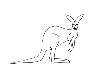 Kangaroo vector illustration. Hand drawn desert animal isolated on white background.