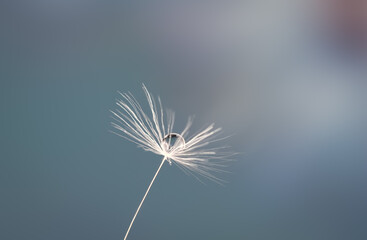 Beautiful drop of water on a dandelion seed on a blurred background, reflection of a flower in a drop, macro.