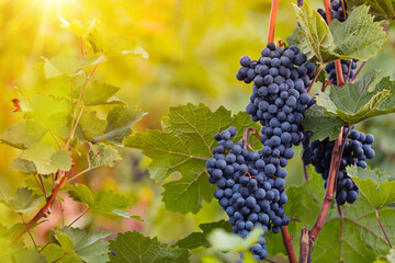 Red grapes ready to be harvested at a vineyard, close-up.