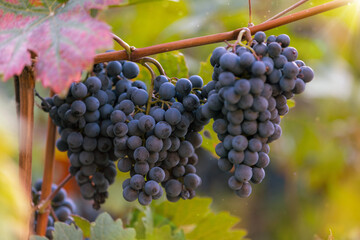 Red grapes ready to be harvested at a vineyard, close-up.