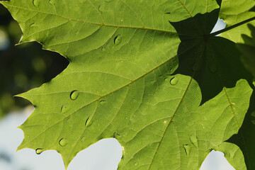 Raindrops on a green maple leaf in the sunlight.