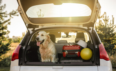 Golden retriever sitting in car trunk © tan4ikk