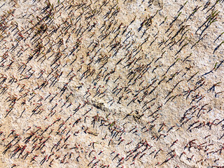 texture of dried cracked surface layer of the earth