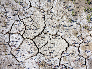texture of dried cracked surface layer of the earth