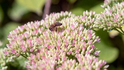 Bee on a sedum inflorescence in the garden.