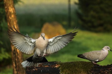 The Eurasian collared dove (Streptopelia decaocto) pair.