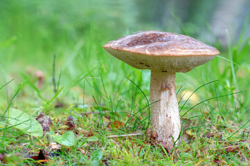 Beautiful close up birch bolete, Leccinum scabrum, known as the rough-stemmed bolete or scaber stalk, an edible mushroom growing out of a layer of moss and grass, being wet from the last rain shower.