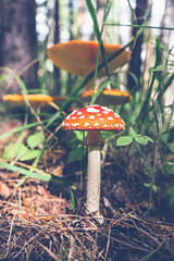 orange amanita in the forest