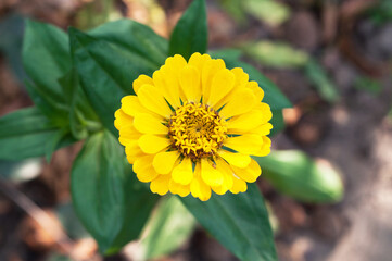One yellow zinnia flower in a flower bed in an autumn garden