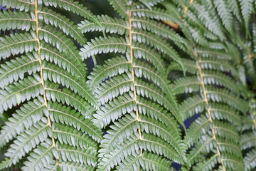 fern leaf background