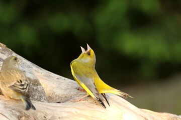 The European Greenfinch (Chloris chloris) singing in morning sun.