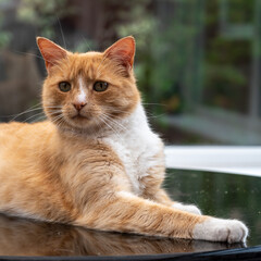 Portrait of a ginger cat