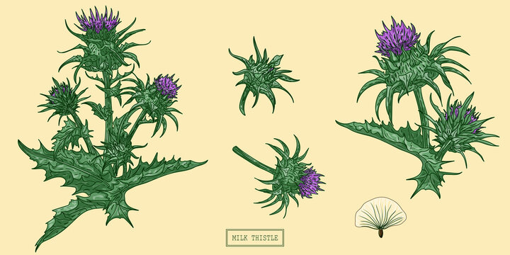 Medical milk thistle plant, hand drawn botanical illustration in a trendy flat style