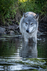 A Wolf in the Lake at Sunset With Reflection
