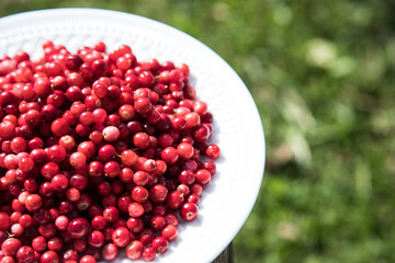 White plate with ripe cranberries. Close up. Horizontal placement. Place for copy space