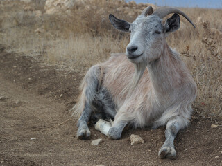 Obraz premium goat on the farm