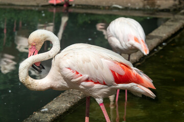 Beautifully colored white flamingos, in the Prague zoo in the Czech Republic