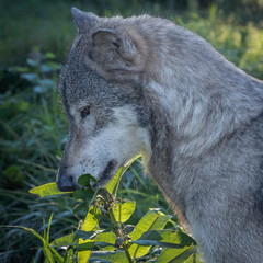 A Wolf in the Evening Sun During Summertime