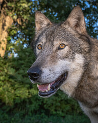 A Wolf in the Evening Sun During Summertime