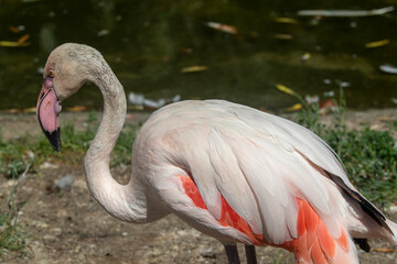 Beautifully colored white flamingos, in the Prague zoo in the Czech Republic