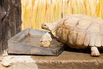 Very large turtle with powerful columnar legs and a relatively small head. Slow life of land tortoises in the biopark of Odessa.