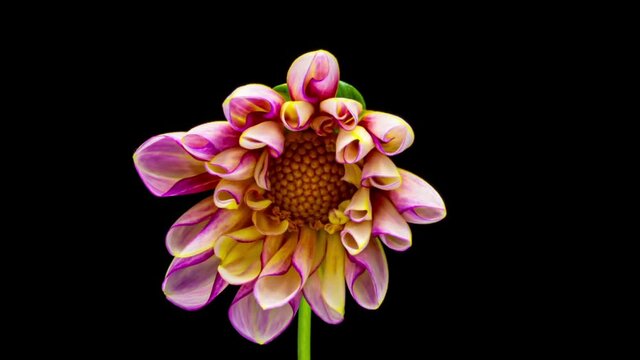 Time lapse of blooming Red Flower. Beautiful Dalia opening up. Timelapse of growing blossom big flower on green leaves background. Top view.