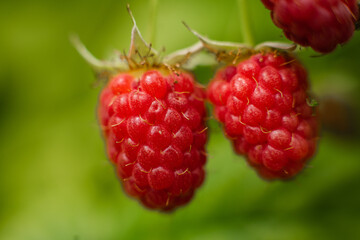 Picture of raspberry berries ripened on a branch in the forest. a few pink berries hang on a branch with blur background