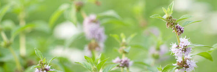 blooming mint with pink delicate flowers