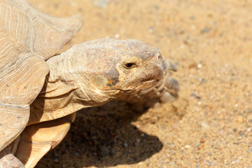 Very large turtle with powerful columnar legs and a relatively small head. Slow life of land tortoises in the biopark of Odessa.