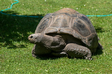 Giant tortoise in the Prague Zoo in the Czech Republic