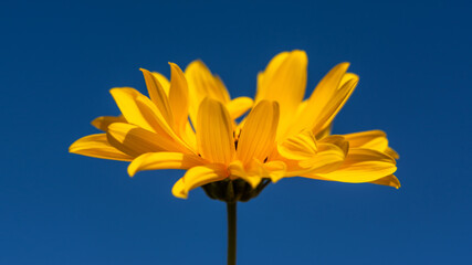 Fototapeta premium Jerusalem artichoke flower close-up against the blue sky. Postcard layout with a macro flower in the center. Extended composition. Flower banner.