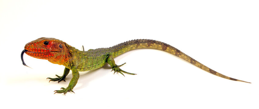 Northern caiman lizard / Krokodilteju (Dracaena guianensis)