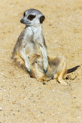 Fototapeta premium meerkat (Suricata suricatta) sitting on sand ground for guarding and safety