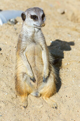 Fototapeta premium meerkat (Suricata suricatta) sitting on sand ground for guarding and safety