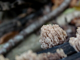 Ramaria flava