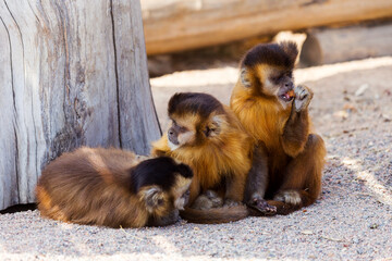 group of young charming monkeys sit on the ground, pensive and eats.