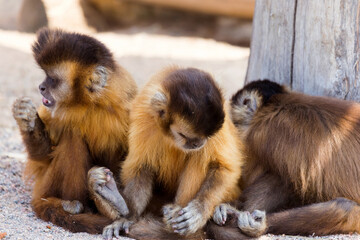 group of young charming monkeys sit on the ground