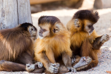 group of young charming monkeys sit on the ground