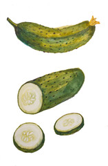 Watercolour drawing of sliced cucumber 