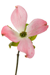 Pink Dogwood Flower