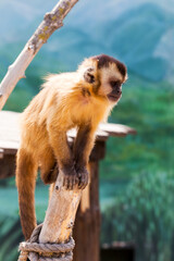 young red-haired monkey. Funny monkeys rest, play, eat